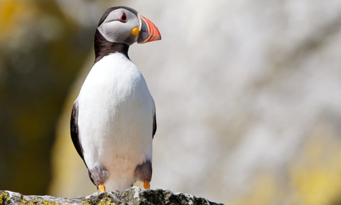Puffin on the Shiant Islands, Scotland