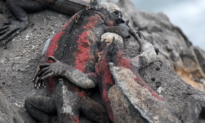 Marine iguanas in the Galapagos
