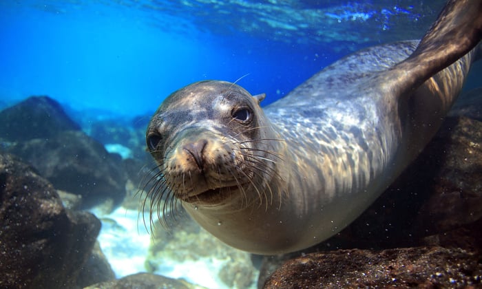 Galapagos sea lion underwater