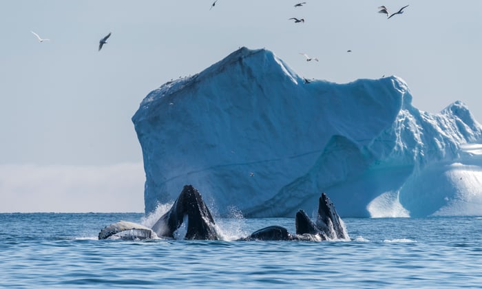 Whales off Qeqertarsuaq, Greenland