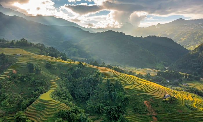 Rice_terraces_Sapa_Vietnam