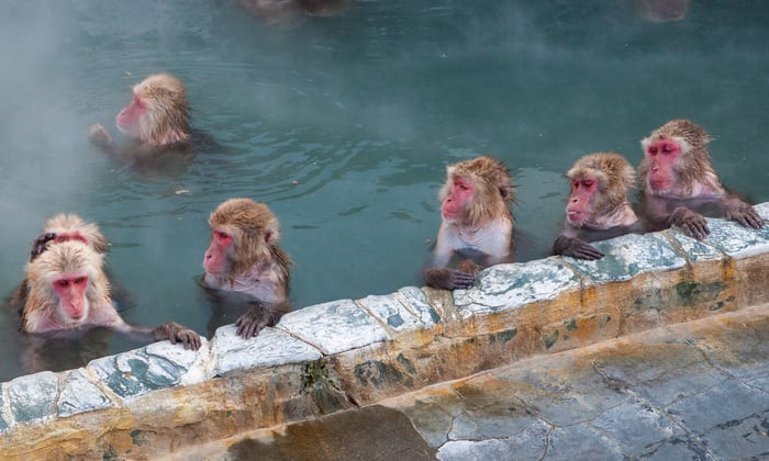 Japanese macaques or 'Snow Monkeys' enjoy the hot springs in Hakodate, Japan