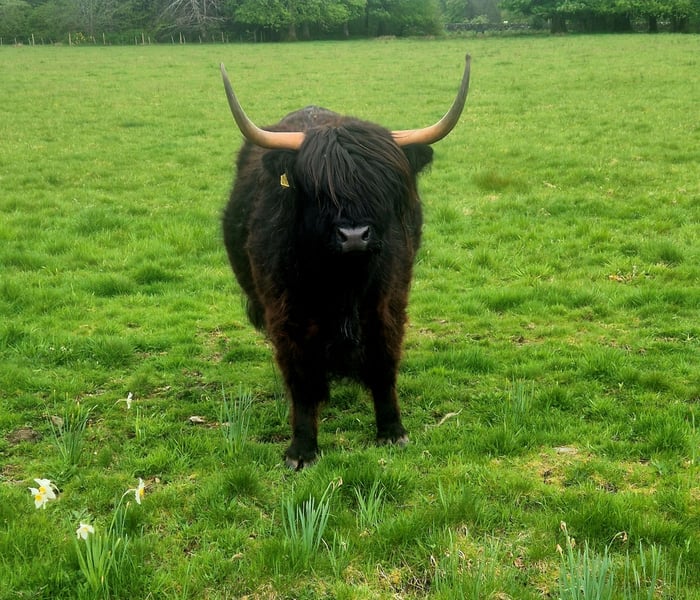 Highland Cow in Scotland on a Hebridean Princess cruise