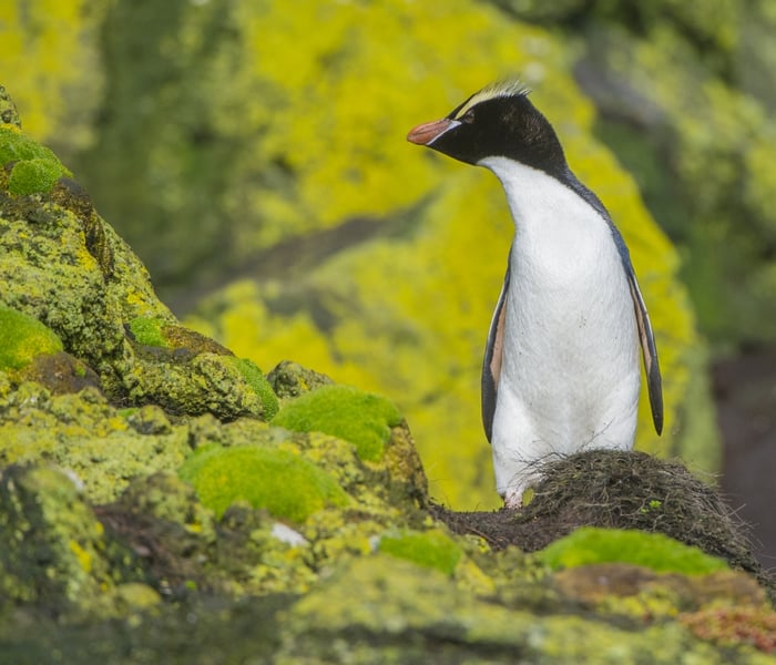 Erect crested penguin on New Zealand's Bounty islands in the subantarctic islands