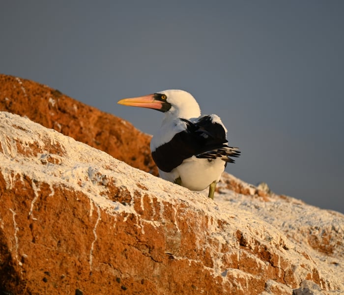 Nazca booby in the Galapagos Islands