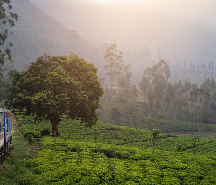  tea plantations from the train from Nuwara, Eliya to Kandy in the highlands of Sri Lanka