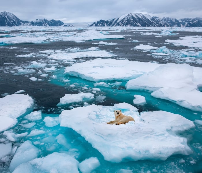 a polar bear on an ice floe on the Northeast coast of Greenland