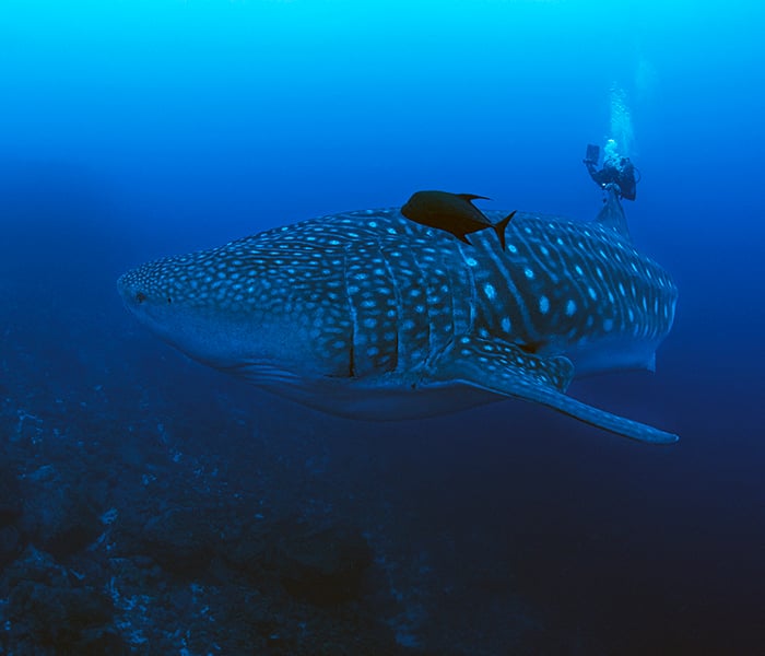 Alex Hearn tagging Galapagos sharks