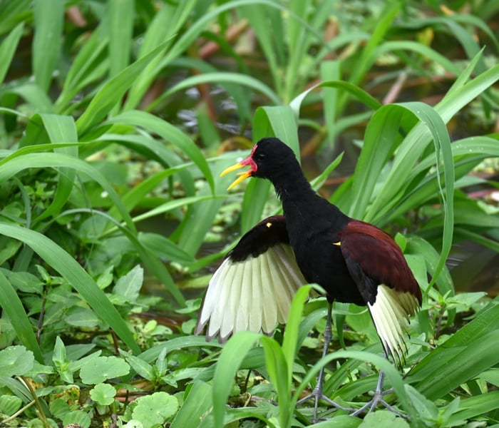 Birdlife seen on board Aqua Expeditions Amazon cruise