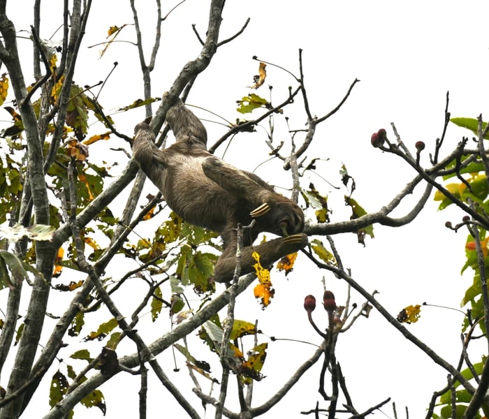 A sloth seen during an outing on Aqua Nera's ama