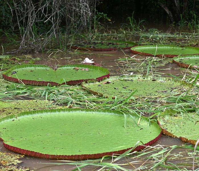 Giant lilypads seen on board Aqua Expeditions' Amazon River cruise