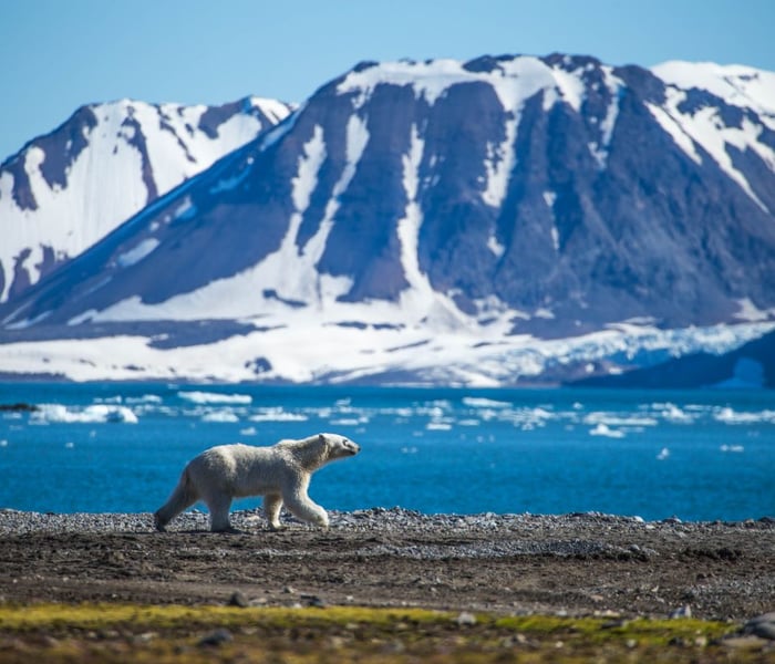 polar bear in svalbard in the arctic