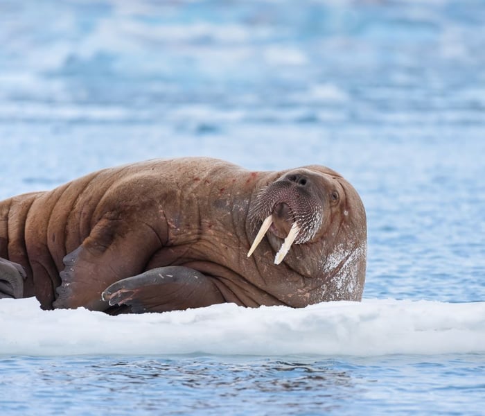 walrus in svalbard in the arctic