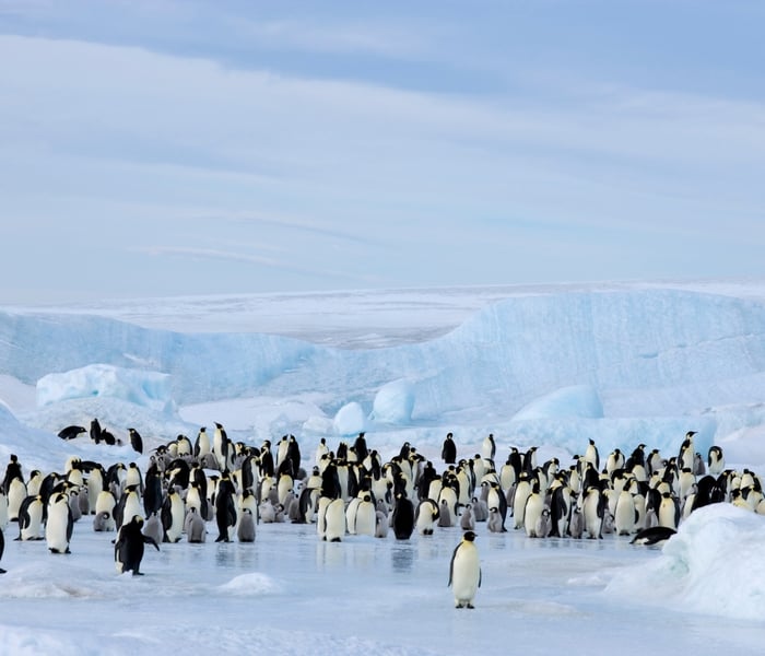 Emperor Penguin Colony in the Weddell Sea, Antarctica