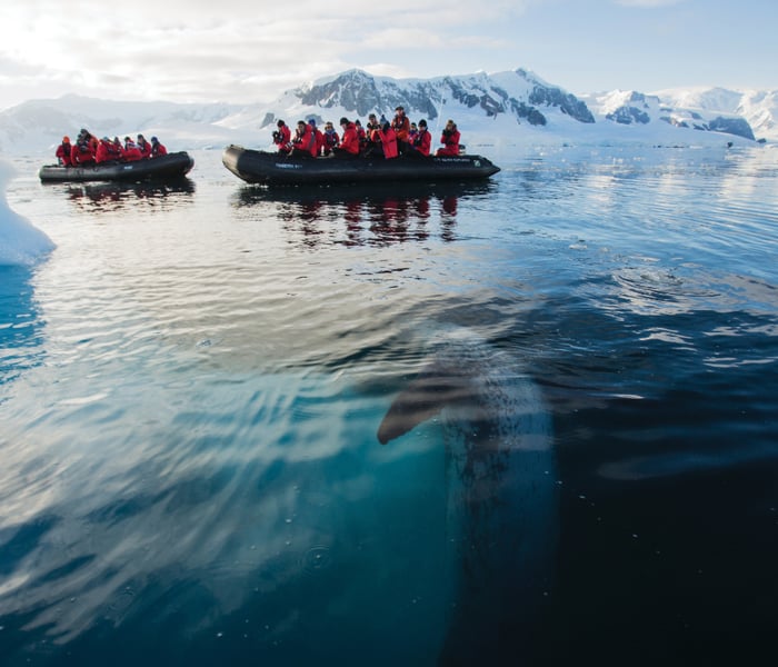 Silversea Expeditions Leopard Seal Encounter in Antarctica