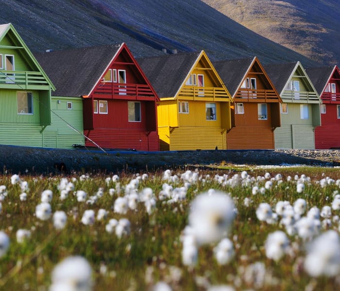 flowers and houses in longyearbyen, svalbard in the arctic