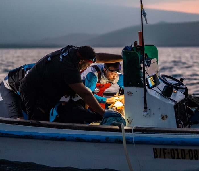 Alex Hearn working on the boat to tag Galapagos sharks