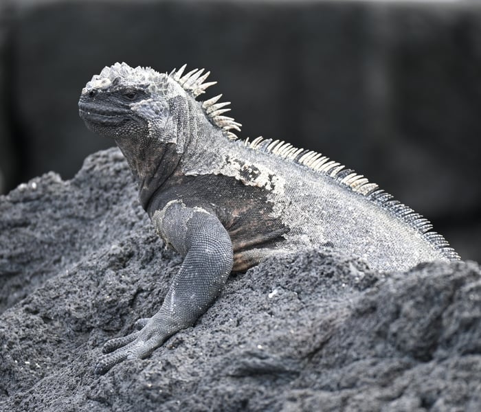 Marine iguana in the Galapagos Islands