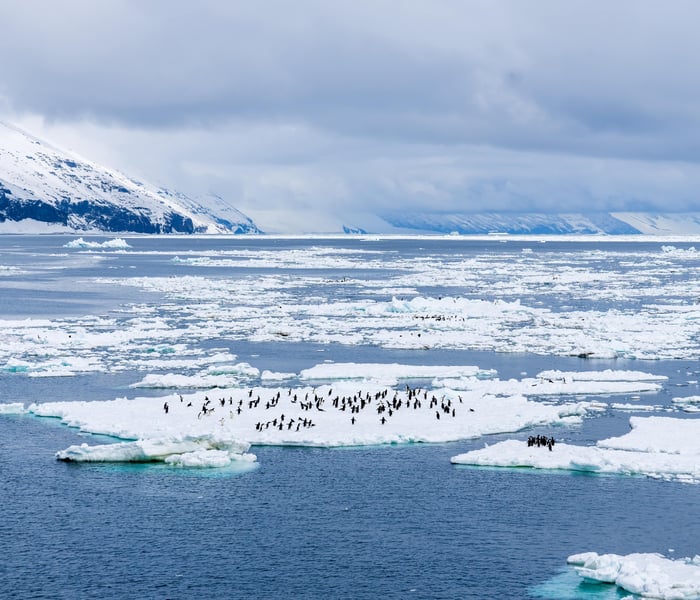 Adelie penguin colony of Cape Adare on the Antarctic peninsula