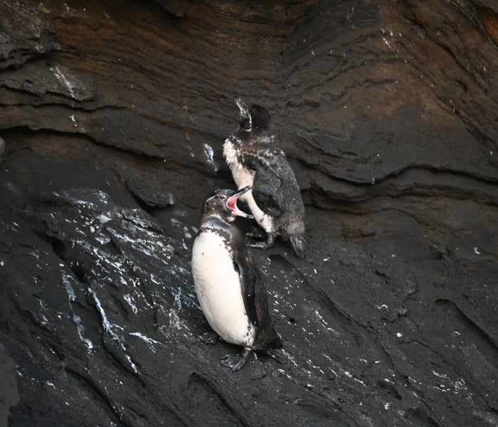 Galapagos Penguins