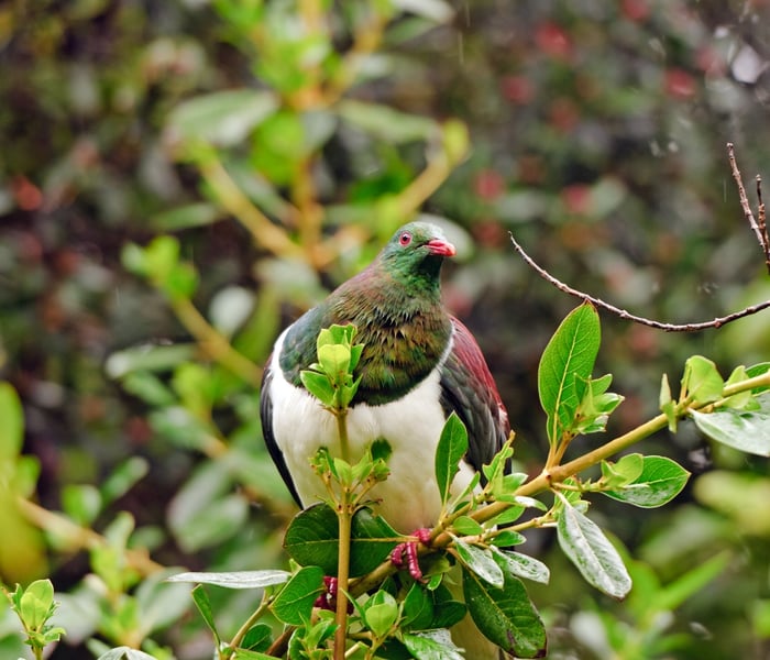 Kereru, New Zealand