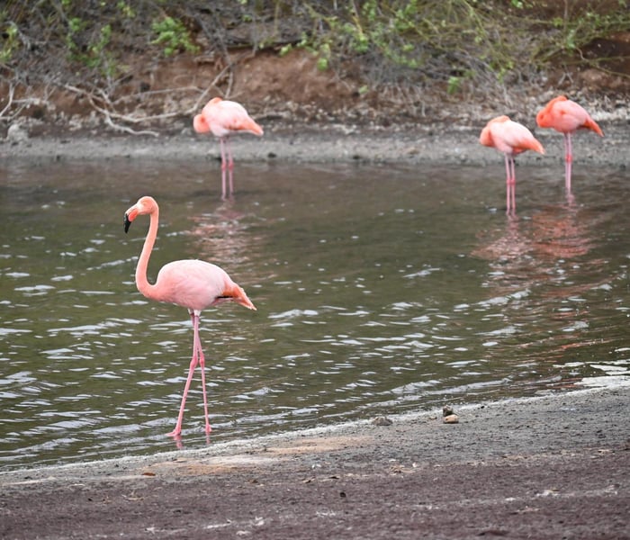Flamingoes in a lagoon on Rabida, Galapagos Islands