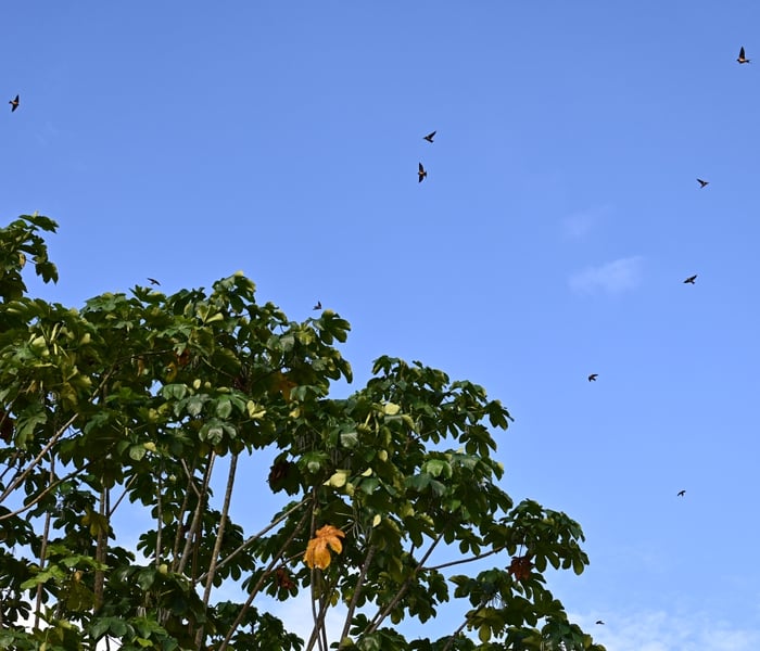 Birdlife seen on board Aqua Expeditions Amazon cruise