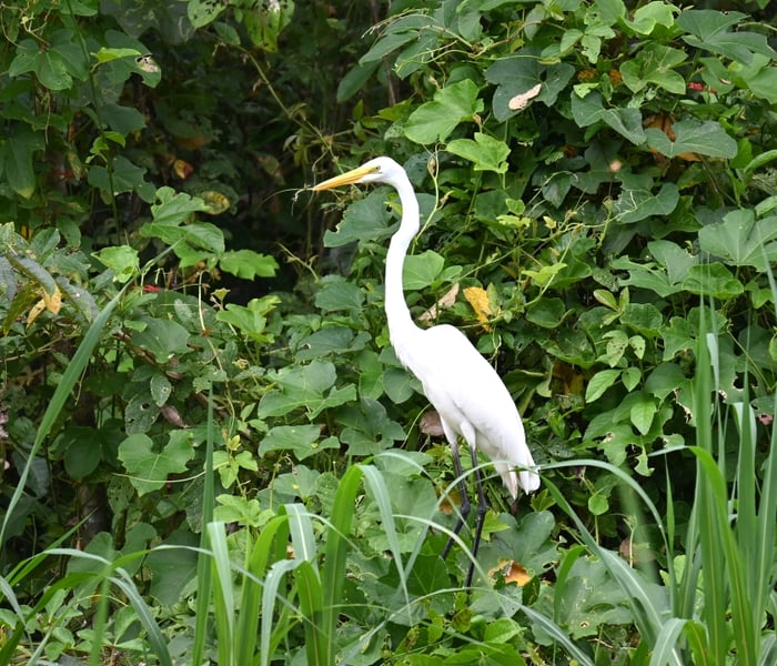 Birdlife seen on board Aqua Expeditions Amazon cruise