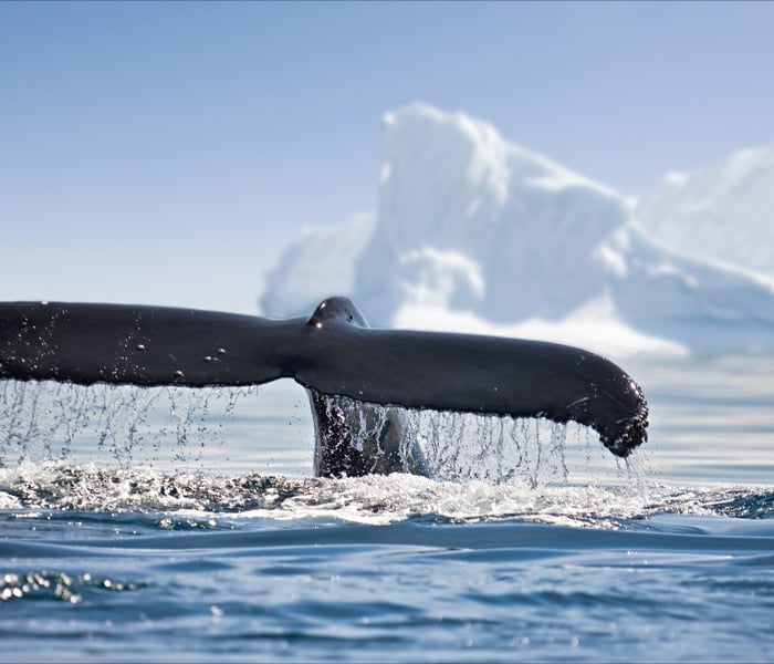 whale tail in Antarctica on the Antarctic Peninsula