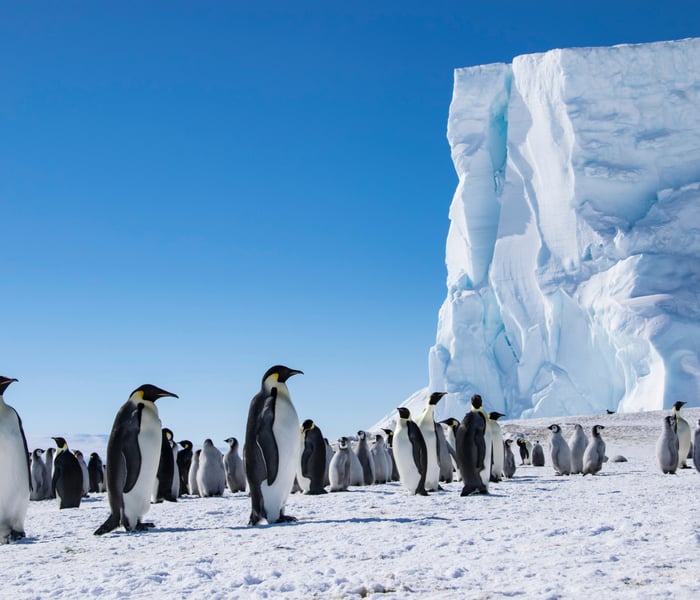 emperor penguins on Coulman island in Antarctica on the Antarctic Peninsula