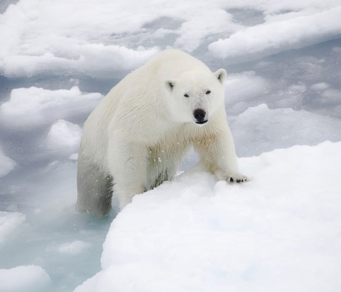 polar bear in svalbard in the arctic