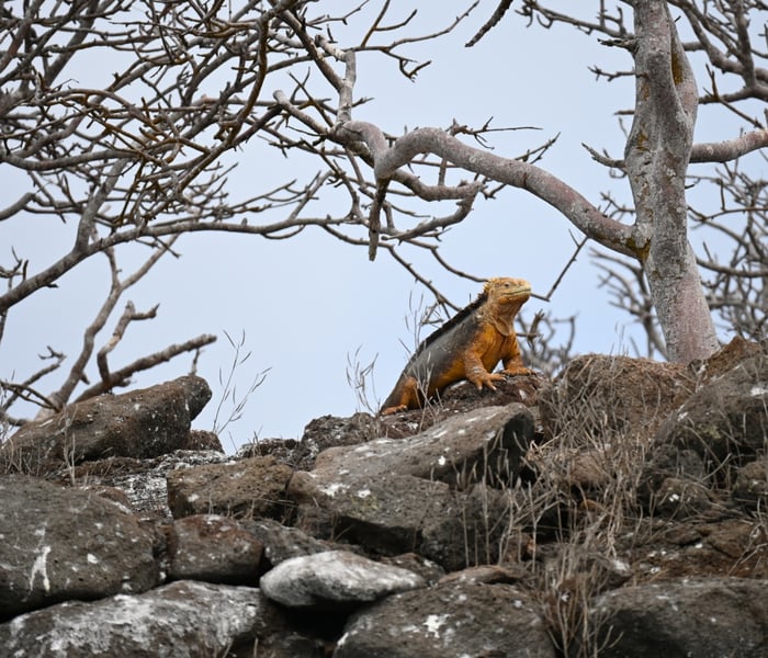 Land iguana in the Galapagos Islands