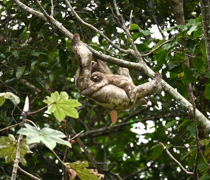 A sloth seen during an outing on Aqua Nera's Amazon river cruise