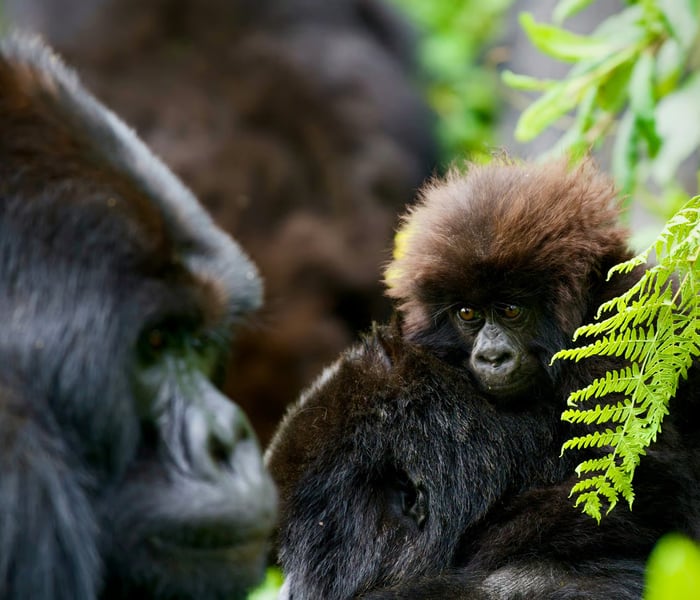 gorillas in the rwandan rainforest