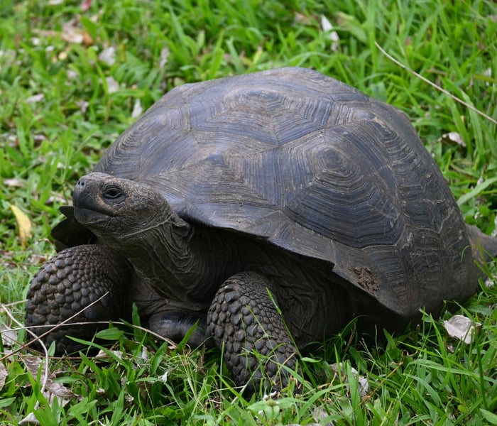 Giant tortoise in the Galapagos Islands