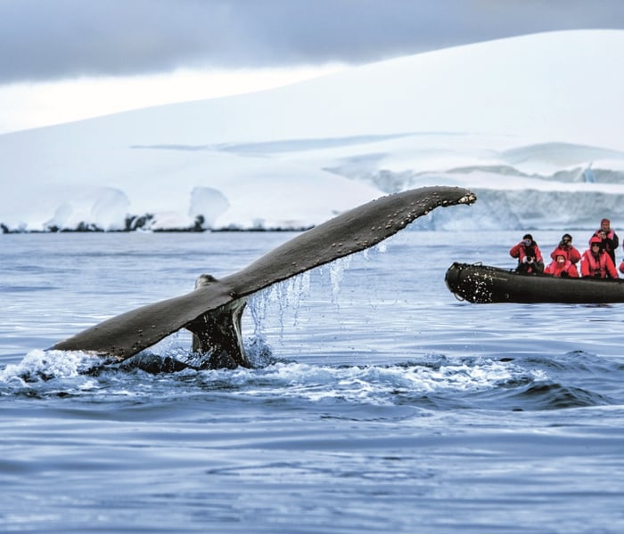 Seeing a whale from a Zodiac in Antarctica with Ponant