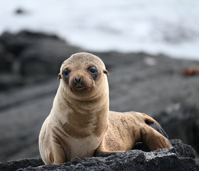 Baby sea lion in the Galapagos Islands
