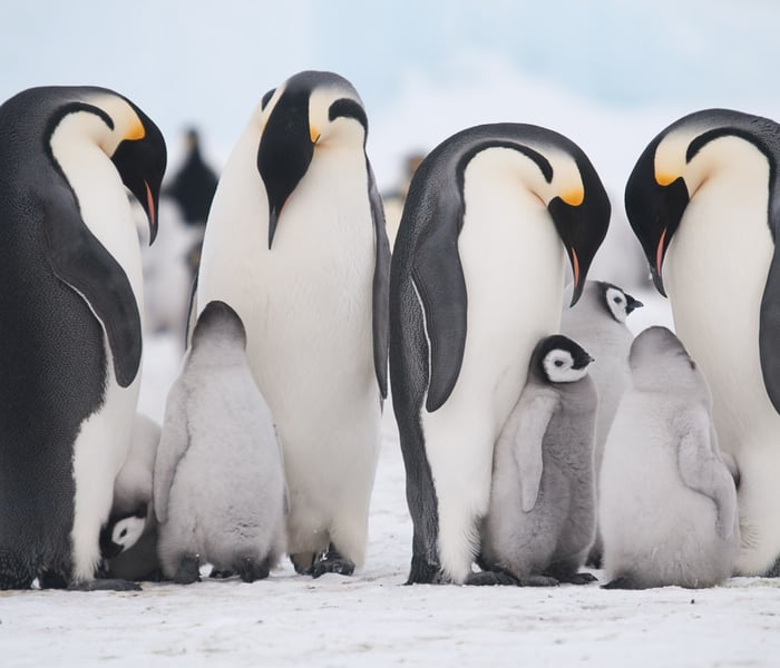 Emperor penguins on Antarctica's Snow Hill Island