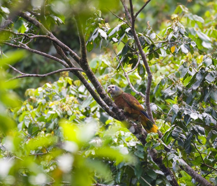 Amazona Guildingi in the Grenadines