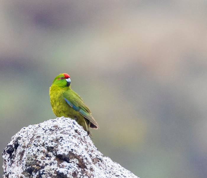 Reischek's parakeet in the Antipodes islands in new zealand in the subantarctic islands