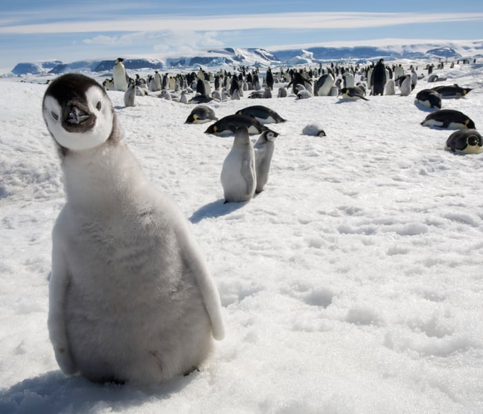 Emperor Penguin Chick on Snow Hill Island Antarctica
