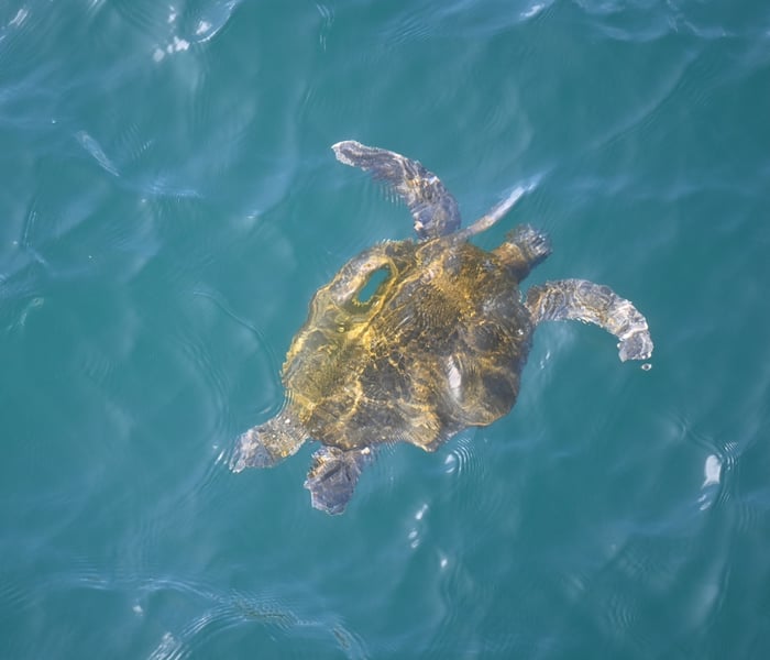 Green turtle coming up for air in the Galapagos Islands