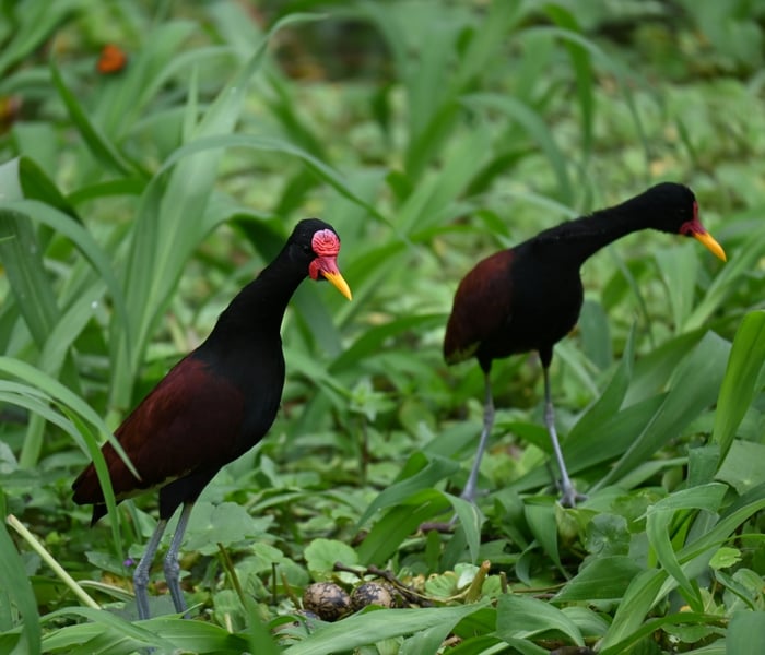 Birdlife seen on board Aqua Expeditions Amazon cruise