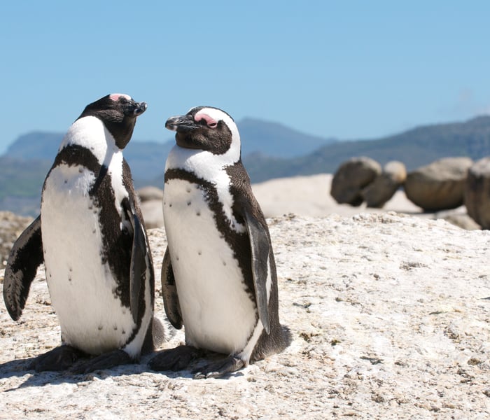 penguins on beach in cape town