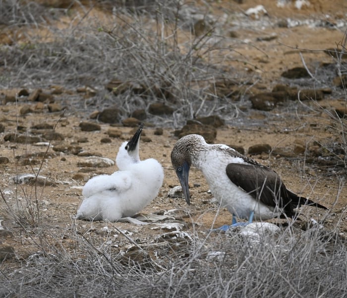 Blue footed booby and chick in the Galapagos Islands