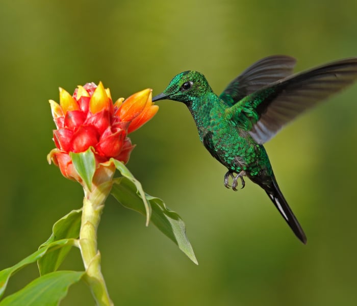 Green hummingbird, Costa Rica