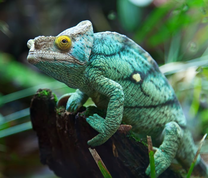 green chameleon, madagascar, indian ocean