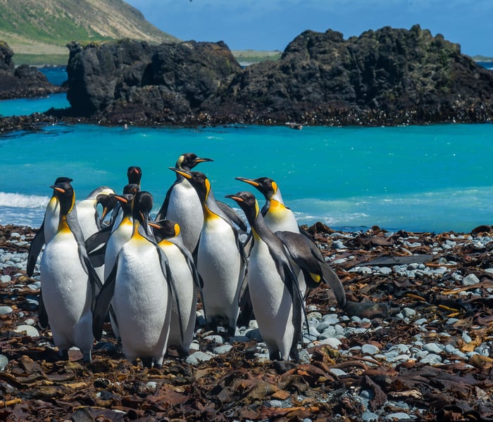 King Penguins on Macquarie Island in Australia in the subantarctic islands