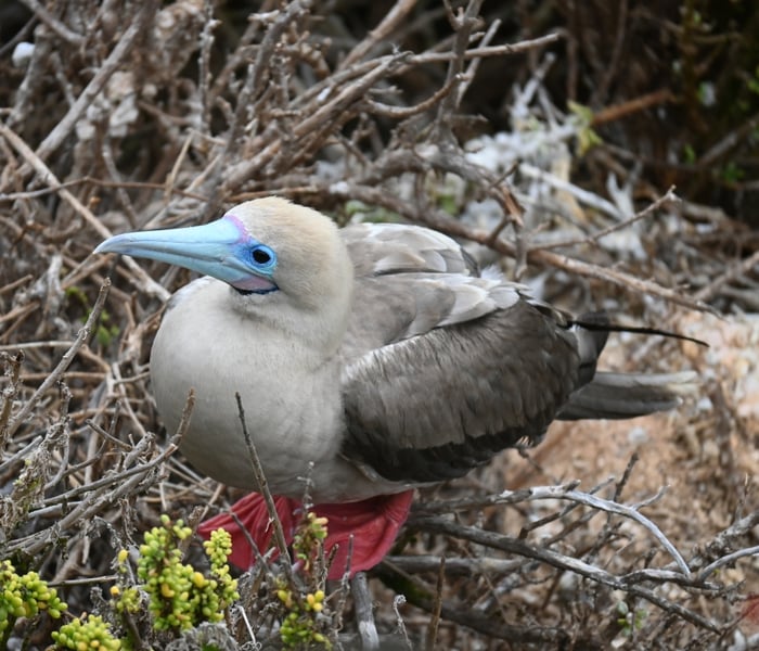 Red footed booby in the Galapagos Islands