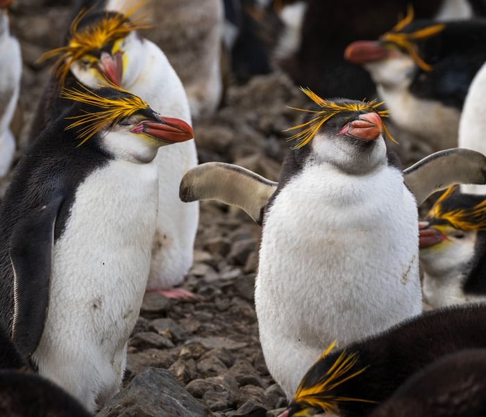 Royal penguins on Macquarie Island in the Australian Antarctic Territory in the subantarctic islands